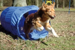 Agility Tunnel zusammenfaltbarer Tunnel für Hundesport | versch. Größen