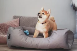 BedDog Hundebett LUPI Hundesofa Hundekissen waschbar