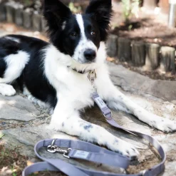 BedDog Hundeleine SPIKE verstellbar in 3 Längen Führleine, Laufleine