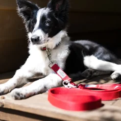 BedDog Hundeleine WILLY verstellbar in 3 Längen Führleine, Laufleine