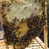 Bienenkiste für Honig-Bienen zum Imkern - versch. Ausführungen