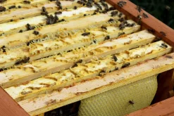 Bienenkiste für Honig-Bienen zum Imkern - versch. Ausführungen