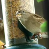 dobar Vogelfutter - versch. Varianten