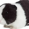 Living Nature Meerschweinchen schwarz 18cm ohne Sound Plüschtier Kuscheltier Meerschwein Kinder
