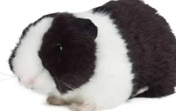 Living Nature Meerschweinchen schwarz 18cm ohne Sound Plüschtier Kuscheltier Meerschwein Kinder