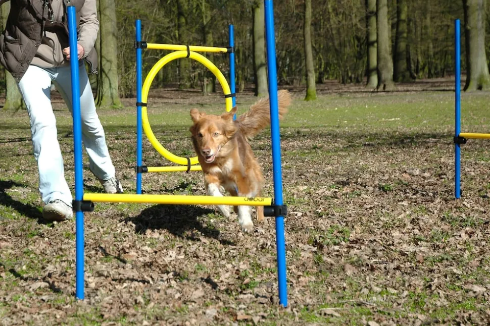 3-teiliges Agility Sprung-Set, mit 2 Hürden und Sprungreif