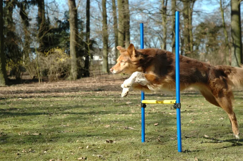 3-teiliges Agility Sprung-Set, mit 2 Hürden und Sprungreif